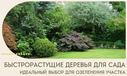 Быстрорастущие деревья для сада идеальный выбор в Кемерово