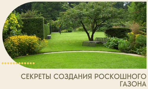 Секреты создания роскошного газона в Кемерово